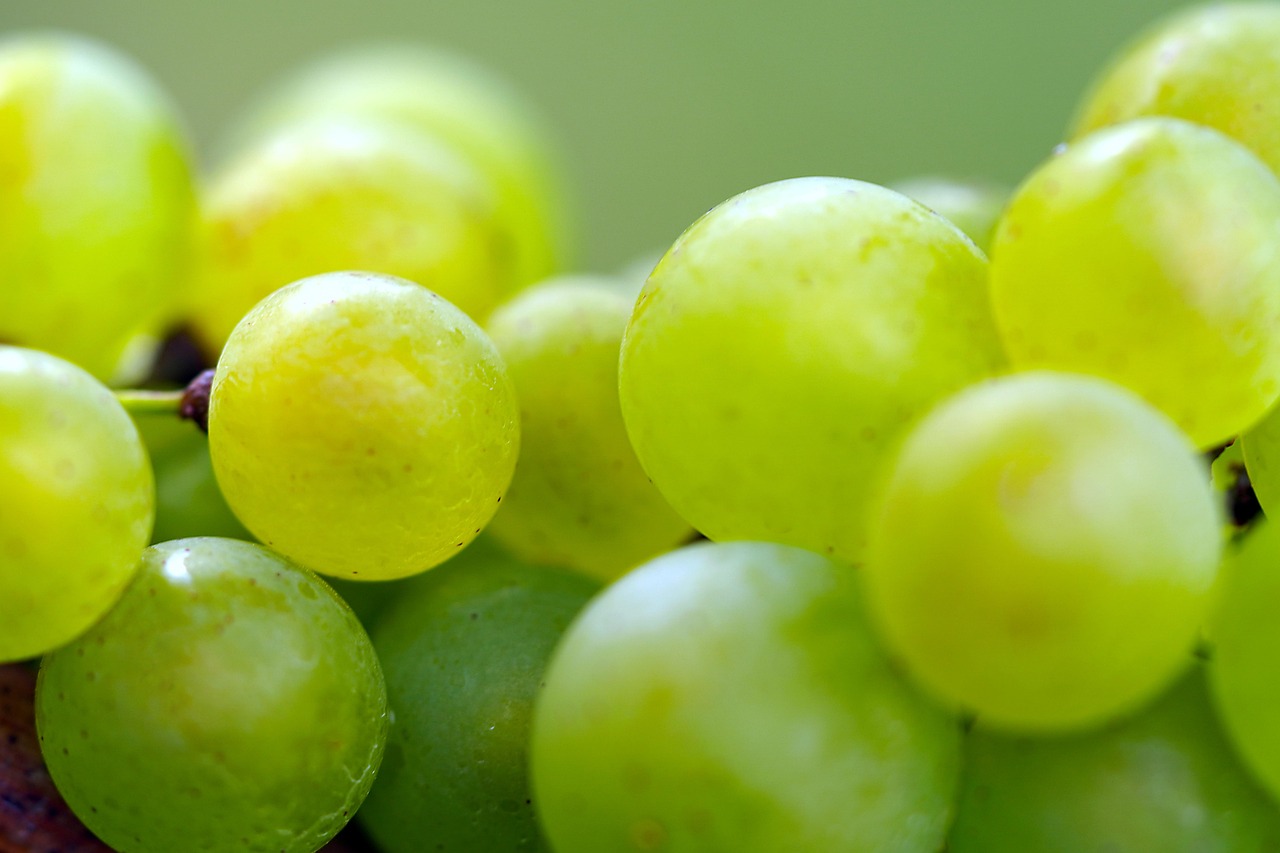 Uvas frescas chilenas