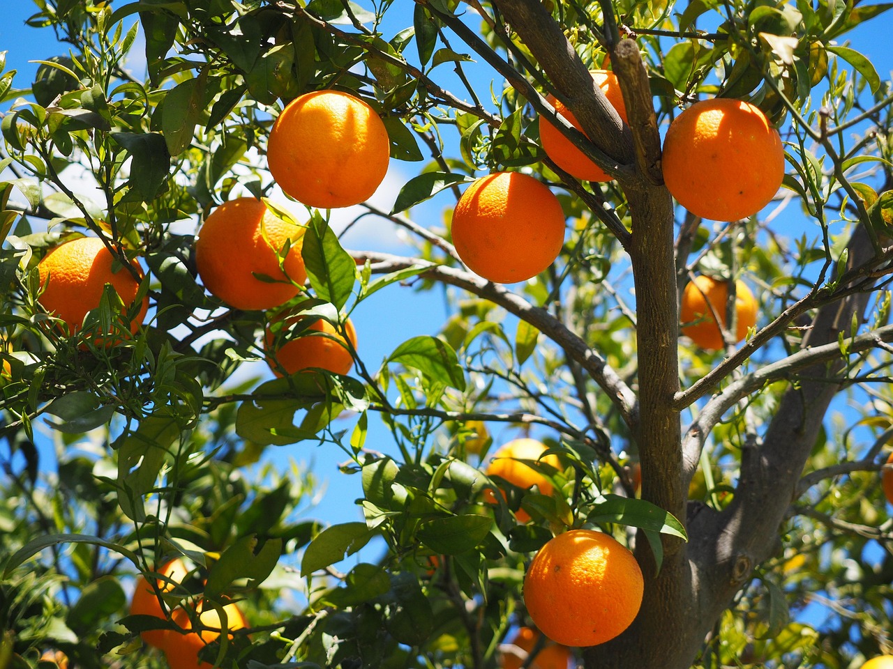 Naranjas y mandarinas chilenas