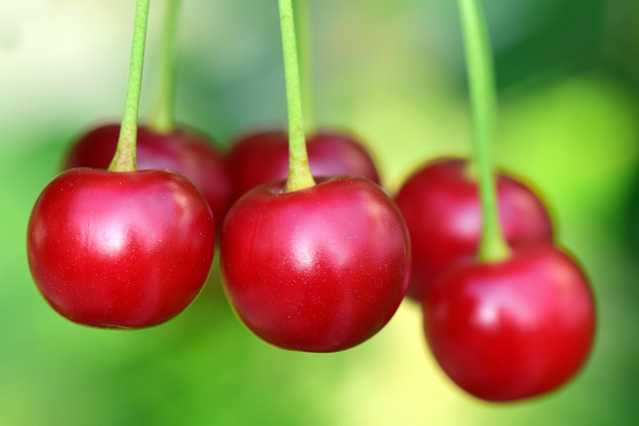 Cerezas frescas chilenas