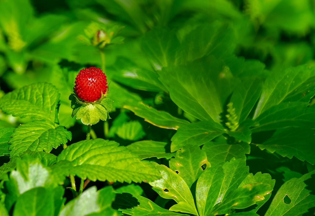 Fresas y Berries